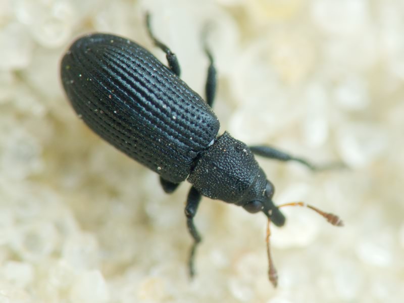 Magdalis (Edo) ruficornis (Linnaeus, 1758)